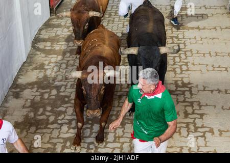 Pampelune, Espagne. 14th juillet 2022. Un coureur court devant plusieurs taureaux de la dernière course des taureaux des festivités de San Fermin 2022 à Pampelune. (Photo de Fernando PIdal/SOPA Images/Sipa USA) Credit: SIPA USA/Alay Live News Banque D'Images