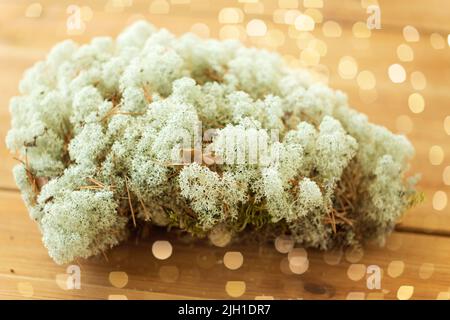 Close up of moss lichen des rennes Banque D'Images