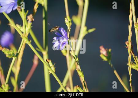 insecte collectant le nectar de la fleur bleue d'une plante de chicorée sauvage avec un fond flou. Banque D'Images