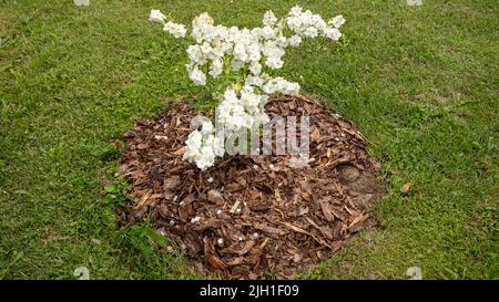 Gros plan de buissons avec de petites fleurs de jasmin. Banque D'Images