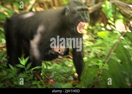 Macaque à crête femelle montrant ses dents à une autre femme en portant un bébé dans la forêt de Tangkoko, au nord de Sulawesi, en Indonésie. 'Les macaques à crête expriment normalement un style social de tolérance, formant de grands réseaux sociaux. L'intensité des interactions agressives est faible, souvent bidirectionnelle et réconciliée, selon les scientifiques », selon une équipe de primates scientifiques dirigée par Julie Dubosq dans leur document de recherche de 2013 intitulé « tolérance sociale chez les macaques à crête femelle sauvage (Macaca nigra) dans la réserve naturelle de Tangkoko-Batuangus, Sulawesi, Indonésie ». Banque D'Images