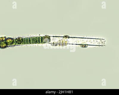 Algues filamenteuses bleu-vert sous une vue microscopique Banque D'Images