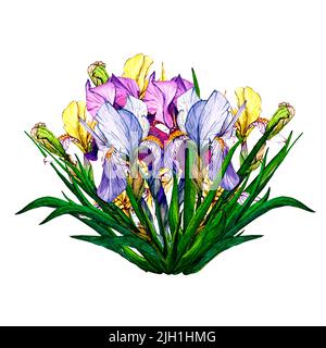 Iris. Illustration botanique aquarelle. Composition de fleurs violettes, bleues et jaunes. Illustration isolée. Pour l'impression et la décoration. Banque D'Images