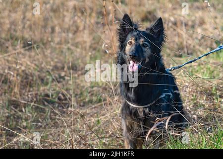 un chien, une croix entre une race de berger et un mongrel, est assis sur le sol sur une herbe de printemps sèche dans un champ Banque D'Images