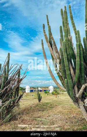 Un cliché vertical de cactus dans un désert de Tatacoa contre un ciel bleu nuageux à Villavieja, en Colombie Banque D'Images