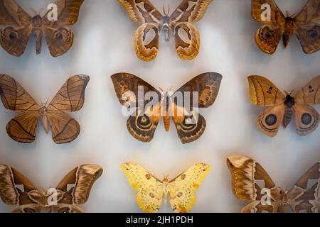 Placez le papillon sur un fond blanc. Banque D'Images