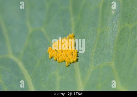Oeufs du grand papillon blanc (Pieris brassicae), pondus sur le dessous d'une feuille de chou . L'espèce est également connue sous le nom de chou blanc. Banque D'Images
