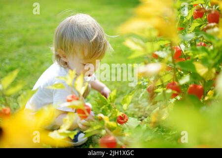 Un tout petit garçon adorable qui admirent les fleurs de physalis orange vif en forme de lanterne le jour d'été. Branche de cerises d'hiver à l'extérieur. La beauté dans la nature. Banque D'Images