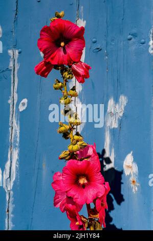 Talmont-sur-Gironde, Nouvelle-Aquitaine, France : des hollyhocks (rosea d'Alcea ou d'Althaea) bordent les rues sans circulation de ce petit village fortifié sur l'estuaire de la Gironde, les remplissant de couleur saisonnière et aidant à confirmer le statut officiel de Talmont parmi les plus Beaux villages de France (les plus beaux villages de France). Banque D'Images