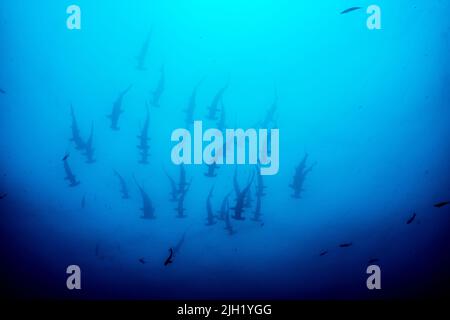 L'île Cocos, spot de plongée : Alcyone Banque D'Images