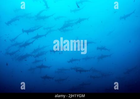 L'île Cocos, spot de plongée : Alcyone Banque D'Images