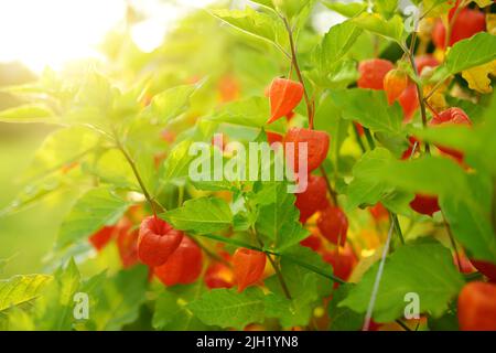 Fleurs de physalis en forme de lanterne orange vif le jour d'été ensoleillé. Branche de cerises d'hiver à l'extérieur. La beauté dans la nature. Banque D'Images