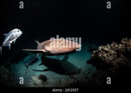 Infirmière requins à Alimata, Maldives Banque D'Images