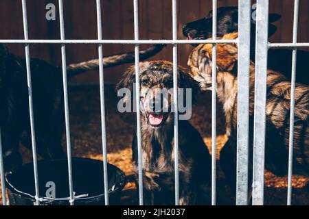 Un chien dans l'enceinte de l'abri pour animaux regarde malheureusement les visiteurs. Le chien sans abri a été secouru par des volontaires qui sauvent des animaux en Ukraine. Banque D'Images