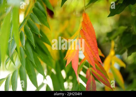 Magnifiques feuilles rouges de sumac sur une branche d'arbre le jour d'automne Banque D'Images