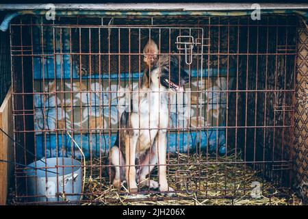 Un chien dans l'enceinte de l'abri pour animaux regarde malheureusement les visiteurs. Le chien sans abri a été secouru par des volontaires qui sauvent des animaux en Ukraine. Banque D'Images