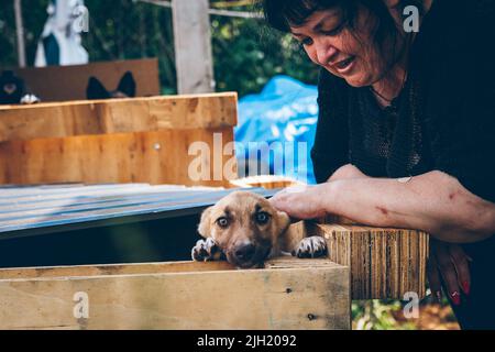 Un chien sans abri nouvellement sauvé est à côté d'un volontaire qui prend soin de lui jusqu'à ce qu'ils lui trouvent une nouvelle maison. Les volontaires aident les animaux ukrainiens. Aide aux animaux. Banque D'Images