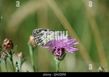 Papillon de l'année 2018. Banque D'Images