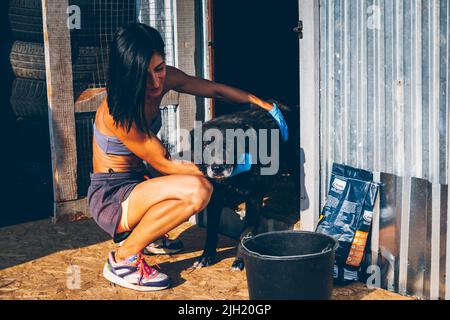 Un volontaire aide un vieux chien hors de l'enceinte afin qu'il puisse être examiné par un vétérinaire. Les volontaires aident les animaux ukrainiens. Aide aux animaux. Uzhhorod, Banque D'Images