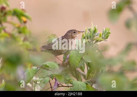 Sauterelle Paruline (Locustella naevia) Norfolk GB UK juillet 2022 Banque D'Images