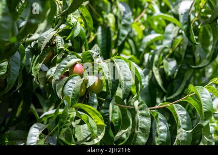 Fruits de pêche verts non mûrs au milieu du feuillage près des branches dans le verger. Banque D'Images