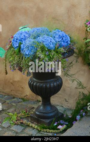 Fleurs d'hortensia bleu dans un pot Banque D'Images