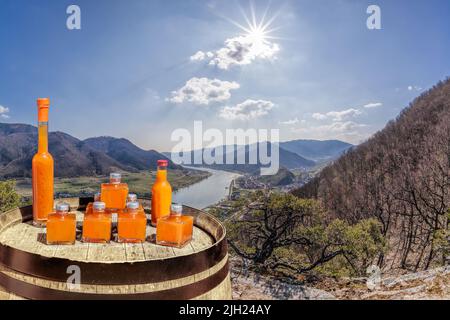 Les abricots beussent le tonneau contre la vallée avec le Danube à Wachau, en Autriche, (site classé au patrimoine mondial de l'UNESCO) Banque D'Images