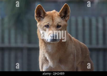 Portrait rapproché d'un dingo australien (Canis lupus dingo), qui est lié au chien de chant de la Nouvelle-Guinée, regardant la caméra. Banque D'Images