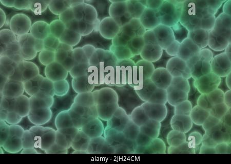 Une bactérie détectant avec un nanocapteur vert fluorescent. Bactéries sous microscope vert Banque D'Images