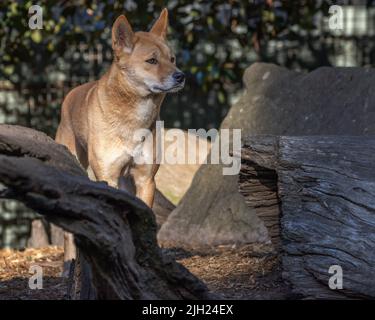 Portrait d'un dingo australien (Canis lupus dingo), qui est lié au chien chantant de la Nouvelle-Guinée, en regardant vers la droite. Banque D'Images