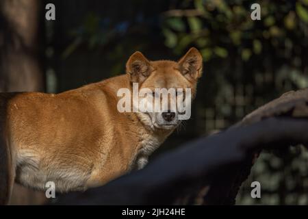 Gros portrait d'un dingo australien de couleur gingembre (Canis lupus dingo), en regardant l'appareil photo avec arrière-plan bokeh. Banque D'Images