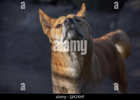 Gros portrait d'un dingo australien de couleur gingembre (Canis lupus dingo), regardant l'appareil photo avec la tête inclinée vers le haut comme si renifler pour un parfum. Banque D'Images