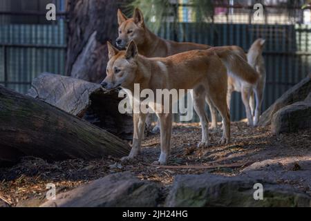 Un paquet de deux dingos (Canis lupus dingo) regardant vers la gauche et un troisième animal à l'arrière. Banque D'Images