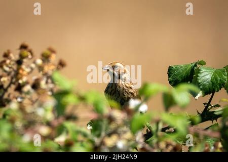 Une femelle roseau sautant l'oiseau latin nom Emberiza schoenicline dans un brousse Banque D'Images