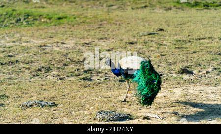 Peacock dans l'habitat naturel. Monde sauvage du Sri Lanka. Banque D'Images