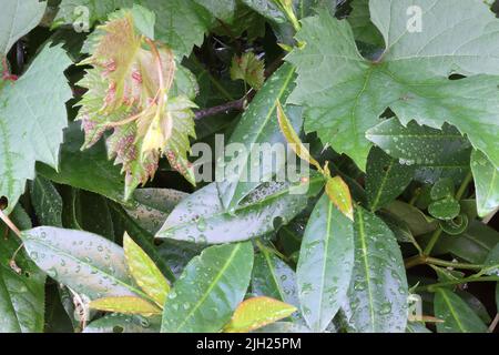 arbre de baie sous la pluie. la pluie d'été laisse de l'eau sur les feuilles. Banque D'Images