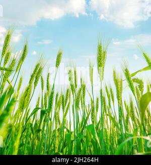 Épis de blé vert poussant au champ. Vue sur un ciel bleu clair avec des nuages Banque D'Images