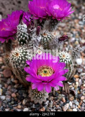 Un cactus de hérisson (Echinocereus fendleri) fleurit dans un jardin à Santa Fe, au Nouveau-Mexique. Banque D'Images