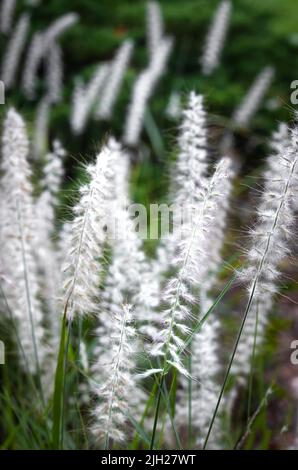 Fontaine chinoise blanche fleurs d'herbe, Pennisetum alopecuroides, dans un champ de vert au printemps ou en été, Lancaster, Pennsylvanie Banque D'Images