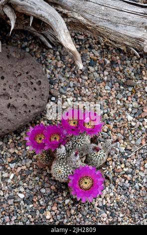 Un cactus de hérisson (Echinocereus fendleri) fleurit dans un jardin à Santa Fe, au Nouveau-Mexique. Banque D'Images