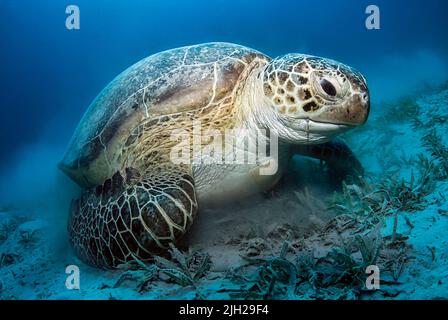 Grande tortue verte (chelonia mydas) mangeant des herbes marines Banque D'Images