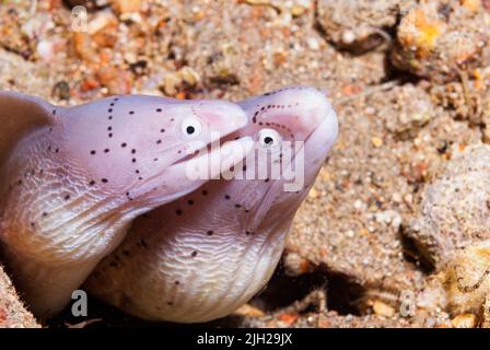 Couple de morays gris dans leur abri Banque D'Images