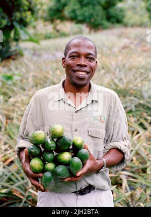 Sam Raphael, propriétaire de Jungle Bay Resort, aide à cueillir des concombres à Selick Farm. Banque D'Images