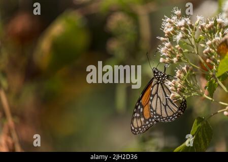 Papillon monarque dans un parc national mexicain se nourrissant de fleurs blanches Banque D'Images