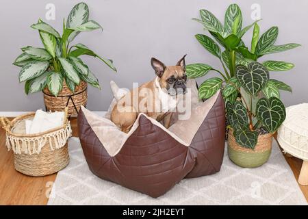 Bulldog français assis dans un lit avec matelas à plateau-coussin en forme d'étoile Banque D'Images