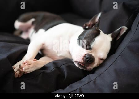 Boston Terrier chien couché dans un grand lit noir confortable. Elle a sa langue un peu dehors comme elle dort. Banque D'Images