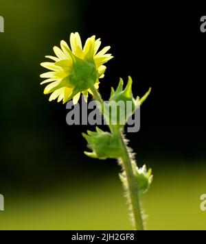 Une seule plante à boussole (Silphium laciniatum) est illuminée par une fleur rétro-éclairée Banque D'Images