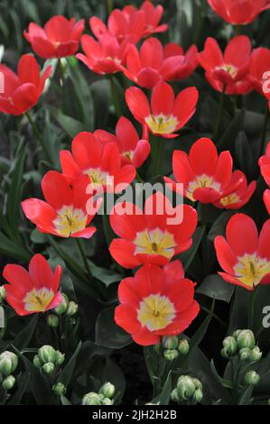 Tulipes roses et blanches (Tulipa) le sentier rose fleurit dans un jardin en mars Banque D'Images