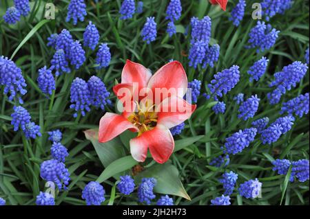 Les tulipes rouges et blanches Greigii (Tulipa) Pinocchio et la jacinthe de raisin bleu (Muscari armeniacum) fleurissent dans un jardin en avril Banque D'Images