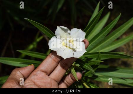 Belle fleur d'Oleander blanche et jaune ombré. Fleur de plénum d'album d'oléander dans le jardin Banque D'Images